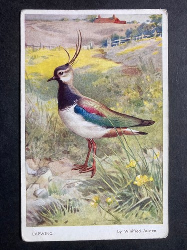 The lapwing vintage bird - the,