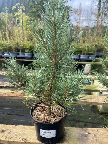 Scots pine chantry - scots,