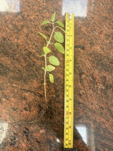 Tulsi holy basil plant - basil,