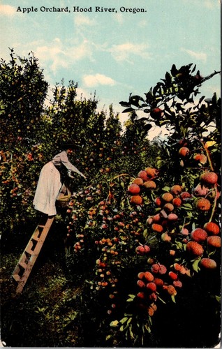 Woman ladder apple - on,