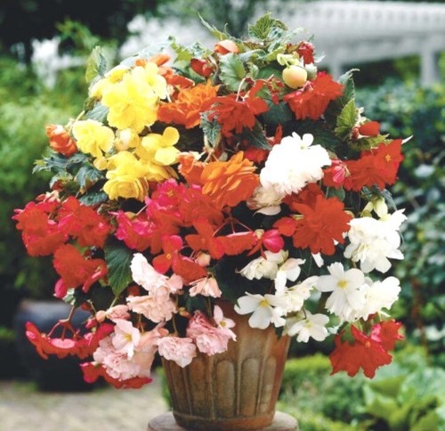 Trailing begonia illumination - trailing,