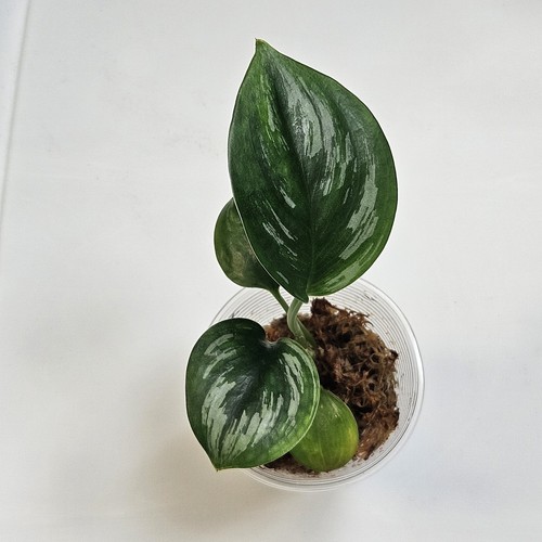 Scindapsus sumatra rooted - scindapsus,