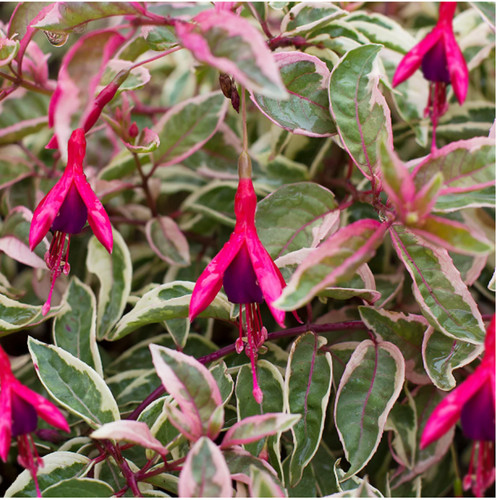 Hardy bush fuchsia sunray - 6,