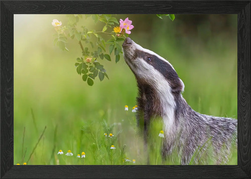 Badger the grass - badger, framed