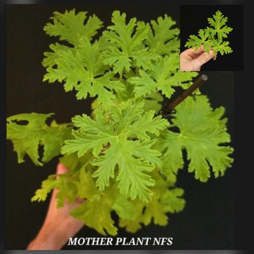Geranium hraveolens - geranium,