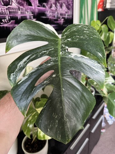 Monstera deliciosa albo - monstera,