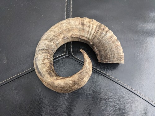 Rams horn for stick - horn,