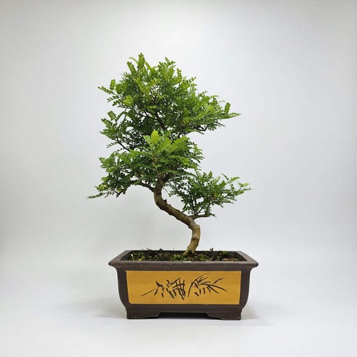 Chinese pepper zanthoxylum - chinese, (zanthoxylum