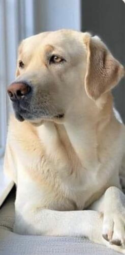 Golden labrador cross - golden,