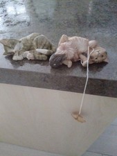 country artists cats