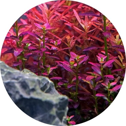 Rotala florida sunset - florida,