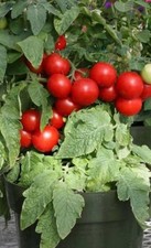 Tomato Totem F1 x 1 Plug