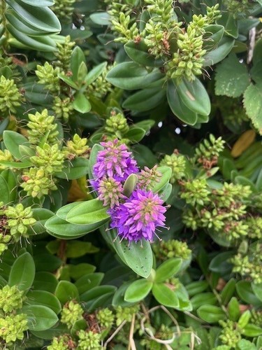 Purple hebe evergreen - purple, shrub