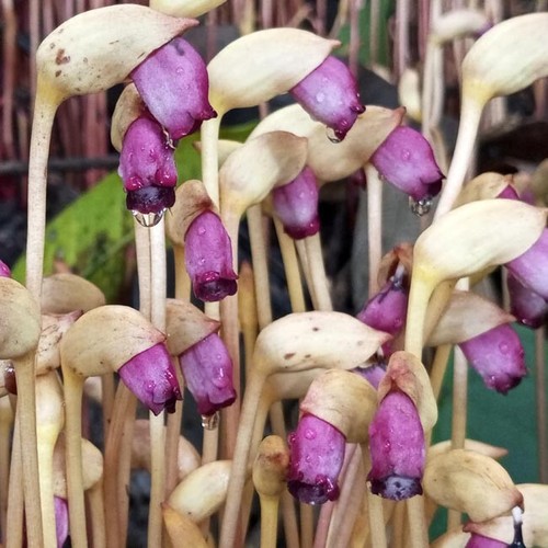 Aeginetia indica 100 seeds - indica, 100+