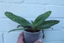 Rare Paphiopedilum barbatum