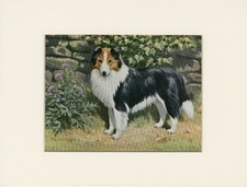 SHETLAND SHEEPDOG SHELTIE OLD 1958 DOG ART PRINT MOUNTED Artist WALTER A WEBER