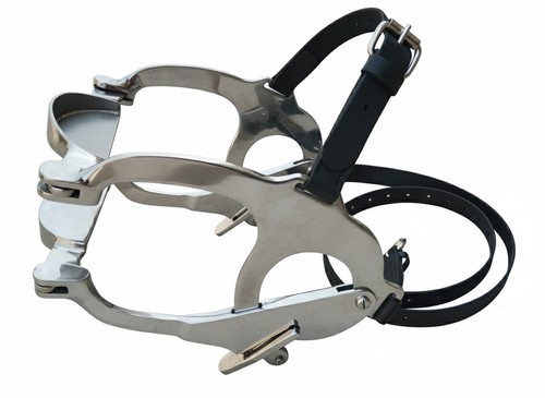 Equine horse dental mouth - horse,