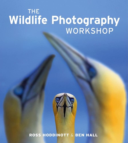 Wildlife photography workshop - wildlife,