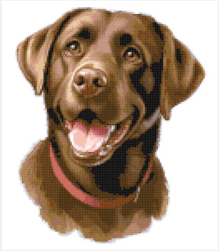 Brown chocolate labrador dog - labrador,