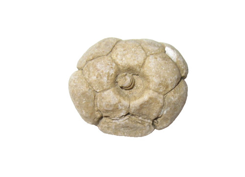 Bangor limestone mississippian - bangor,