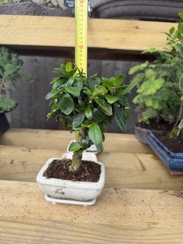 Potted bonsai tree broadleaf - tree,
