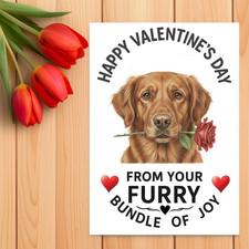 Chesapeake Bay Retriever
