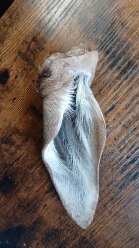 Fallow ears mummified - fallow,