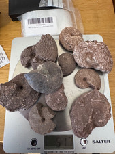 0.5Kg Unprepped Permian Ammonoids / goniatites. Timor