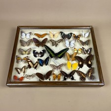 Framed Butterfly Display Case Vintage Entomology Collection Educational Artwork