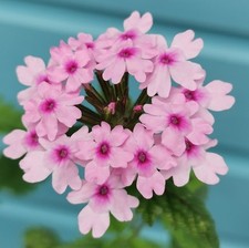 Verbena Margaret’s memory