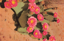 Postcard Beaver Tail Cactus |