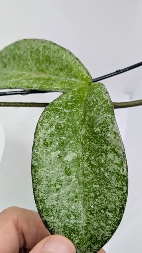 Hoya carnosa grey ghost 1 - grey, ghost,