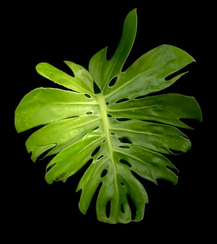 Monstera compacta miniature - compacta,