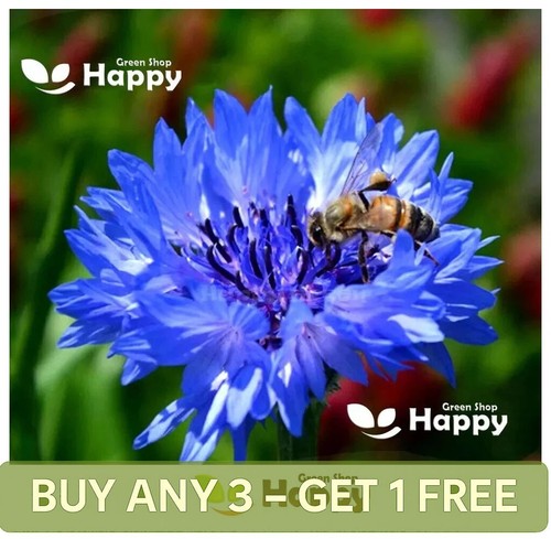 1100 seeds cornflower - 1100,