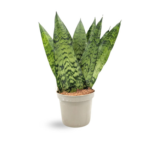 Sansevieria zeylanica fan - zeylanica,