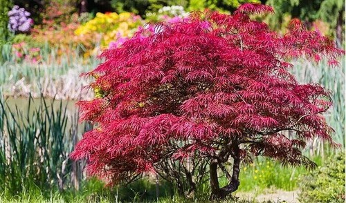 Dwarf acer palmatum japanese - acer,