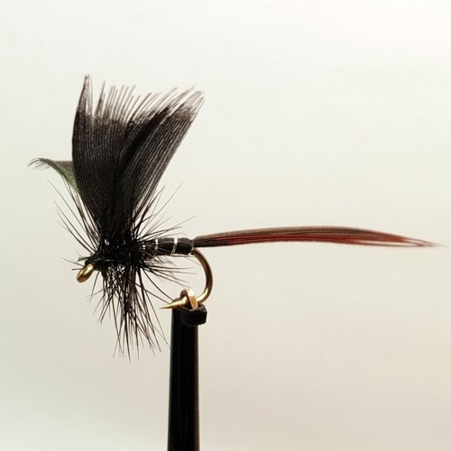 Mayfly black drake fly - mayfly,