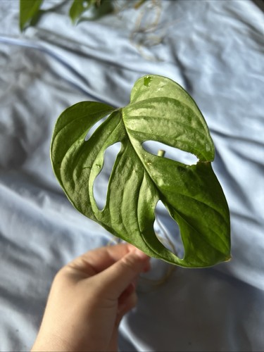 Monstera adansonii swiss - adansonii,