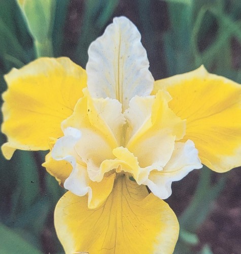 Iris sibirica solar - sibirica, energy
