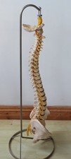 Adam Rouilly Spine Model with