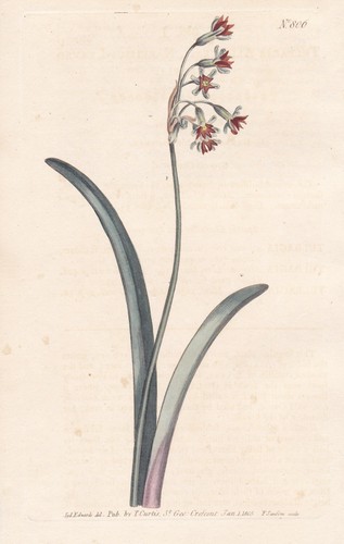 Tulbaghia wild garlic society