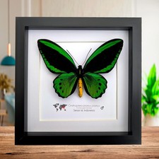 Green birdwing taxidermy