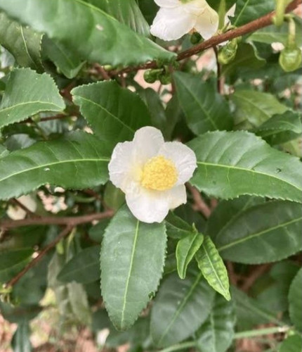 Live camellia sinensis plant - live,