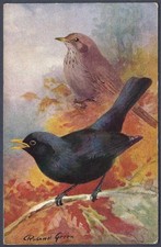 Blackbirds by Roland Green - R.S. Art Press bird postcard