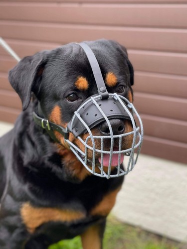 Strong metal wire basket dog - basket,