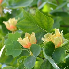 Liriodendron (Tulip Tree)