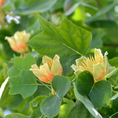 Liriodendron - , tree)