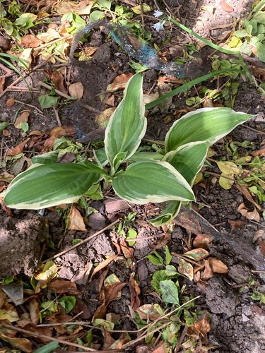 Varigated hosta - ,