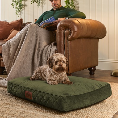 Slumberdown paws dog - slumberdown, pet
