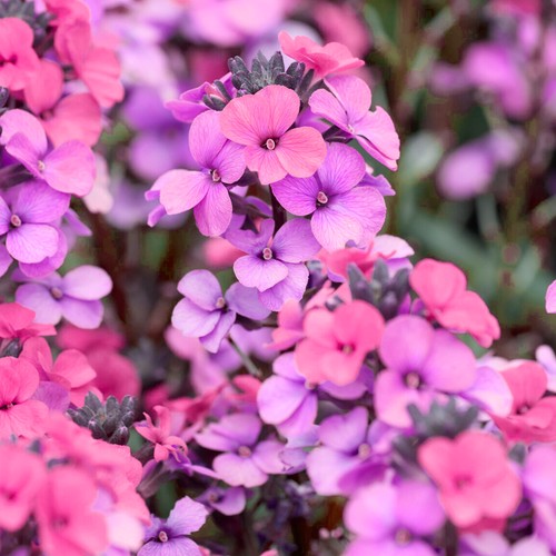 Wallflower purple bicolour - purple,